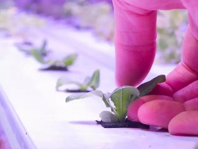 3、LED燈配合水耕技術(shù)在北極圈種菜